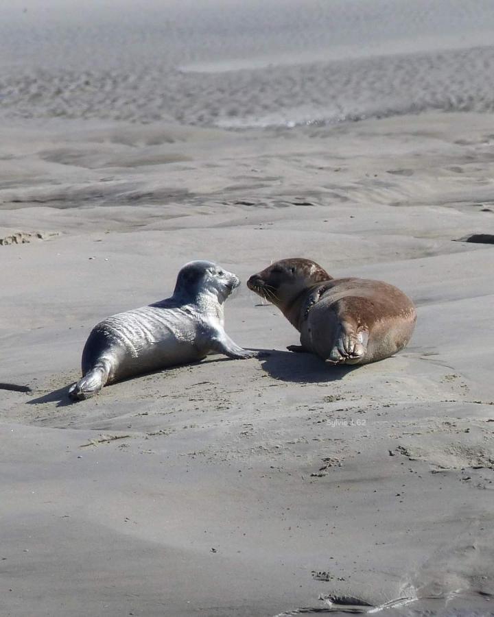 appartement les pieds dans l'eau Berck Extérieur photo